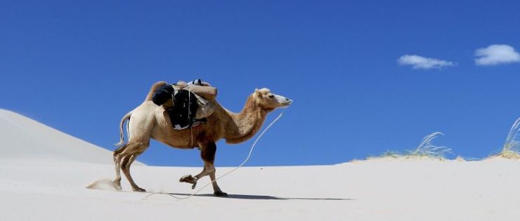 El-camello